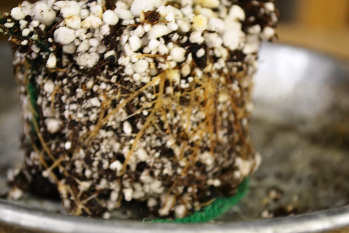 Why Are My African Violet Leaves Curling Upwards or Downwards? Baby