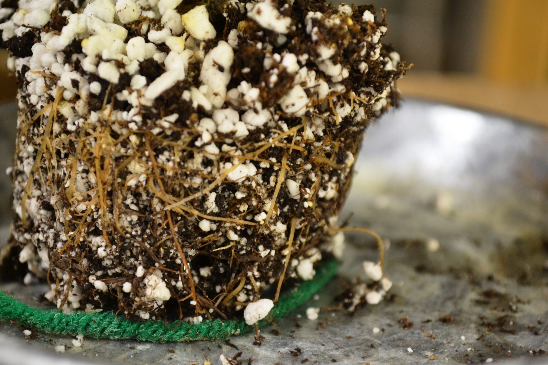 Why Are My African Violet Leaves Curling Upwards or Downwards? Baby