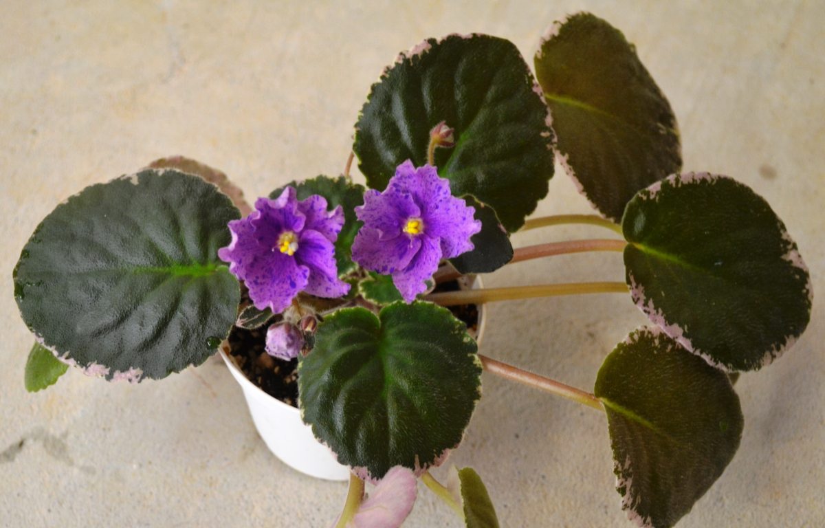 Why Are My African Violet Leaves Curling Upwards or Downwards? Baby