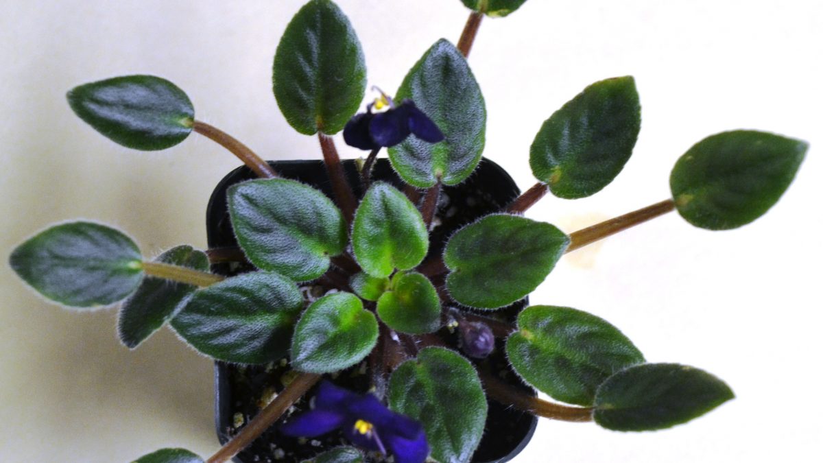 Growing African Violets Under Low Light: Symptoms?