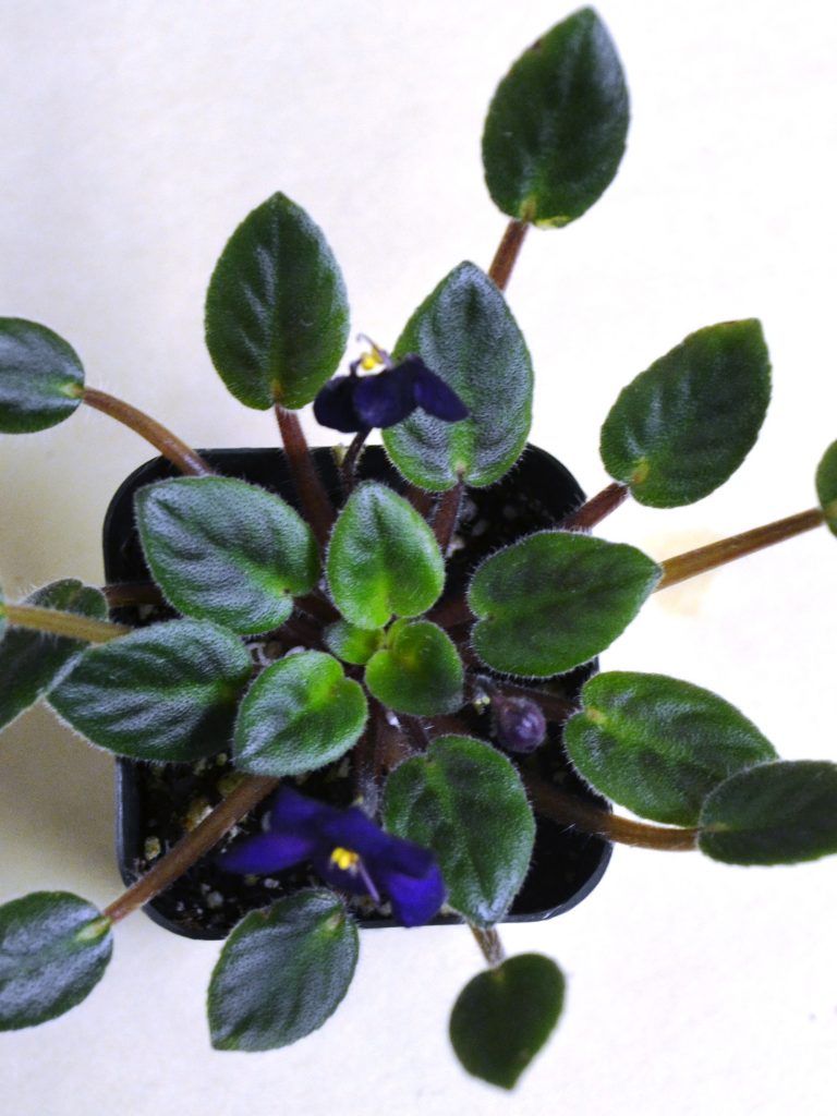 Growing African Violets Under Low Light: Symptoms?