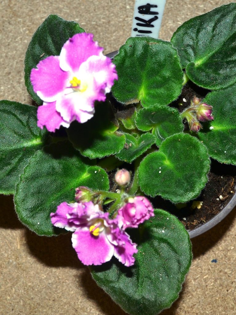 African Violet Society of America and Local AV Clubs