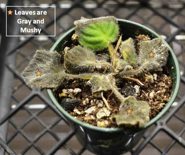 Why Are My African Violet Leaves Curling Upwards or Downwards? Baby