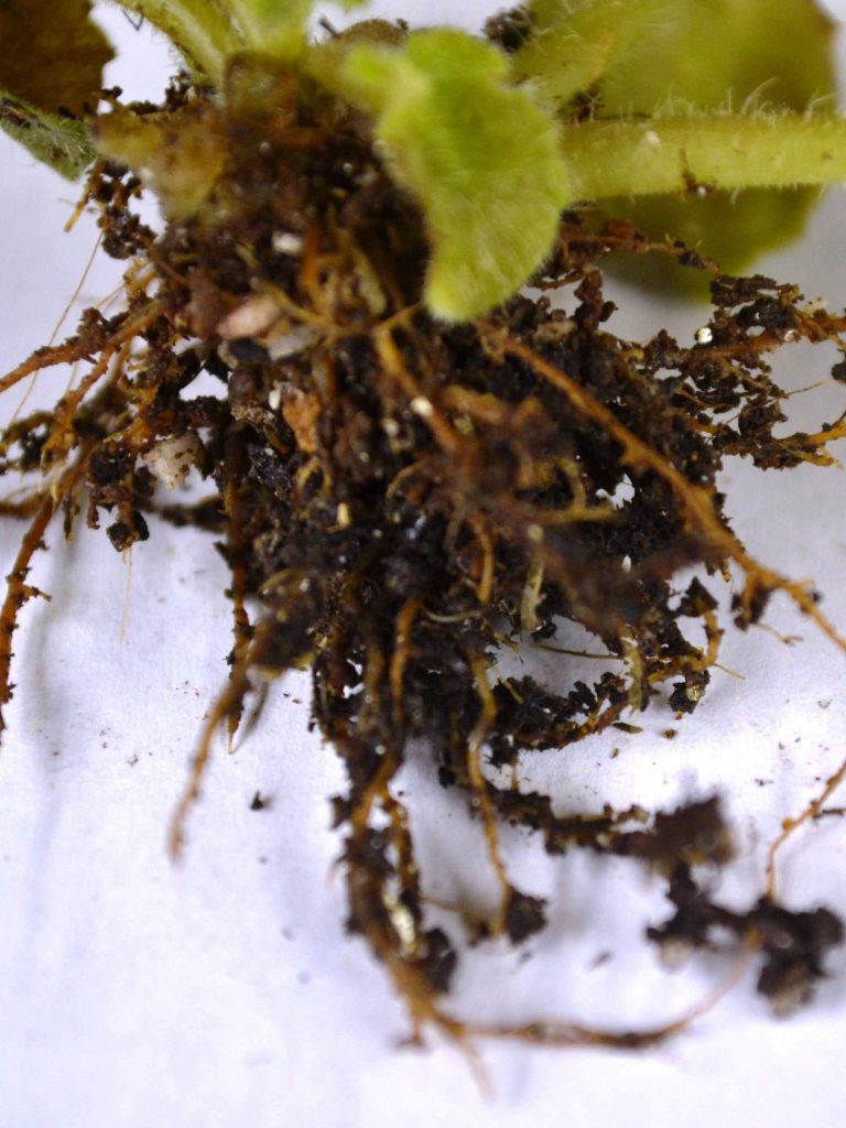 Root Rot on African Violet Plants