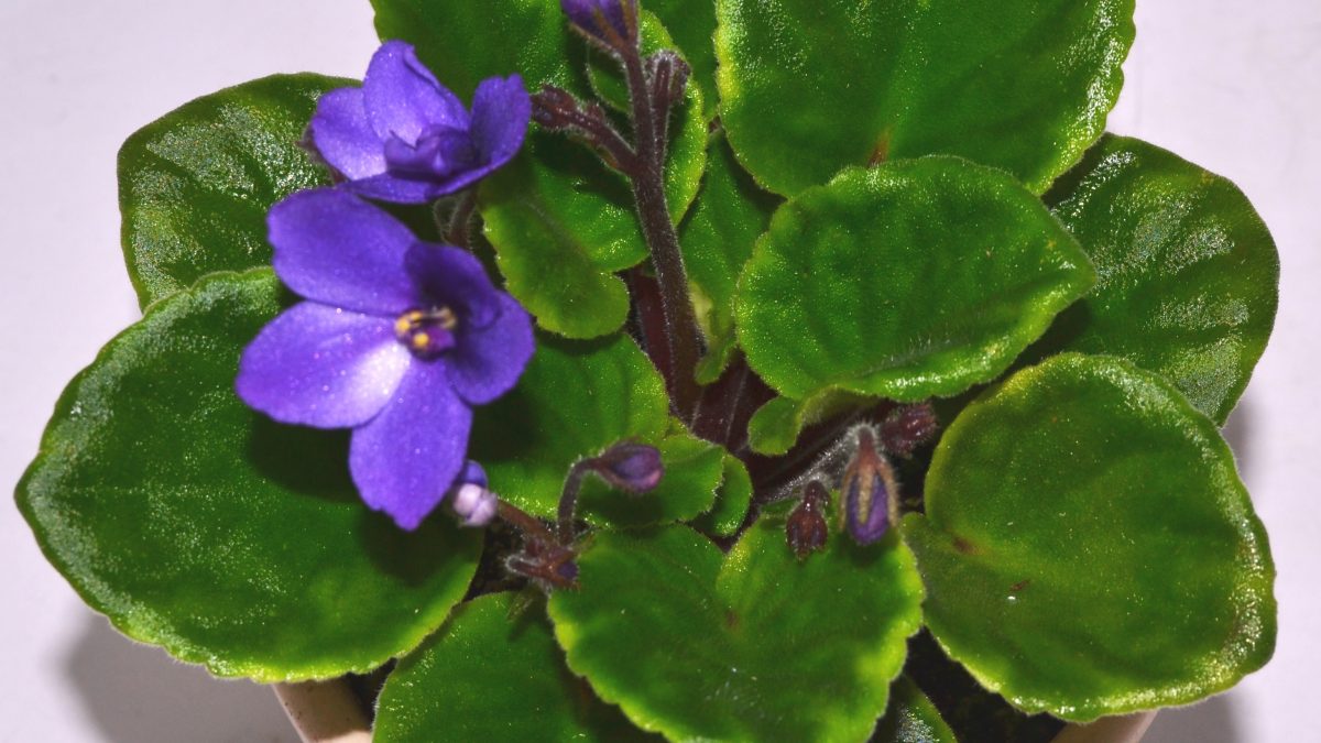African Violet Show Plants: How To Begin?