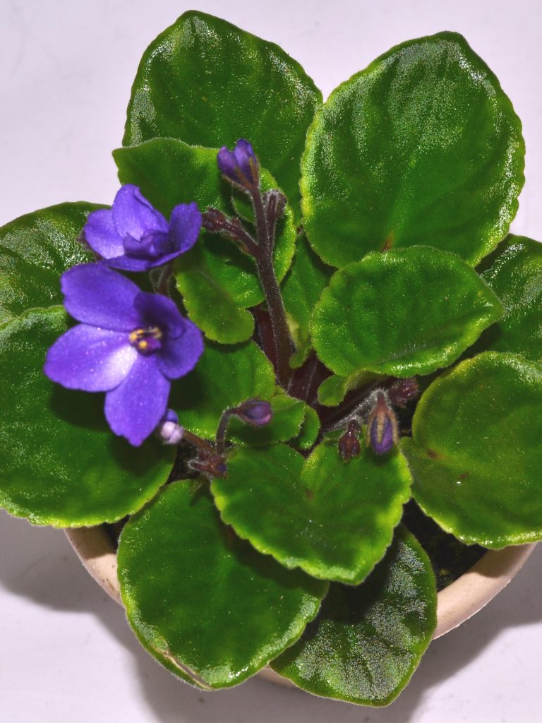 African Violet Show Plants: How To Begin?
