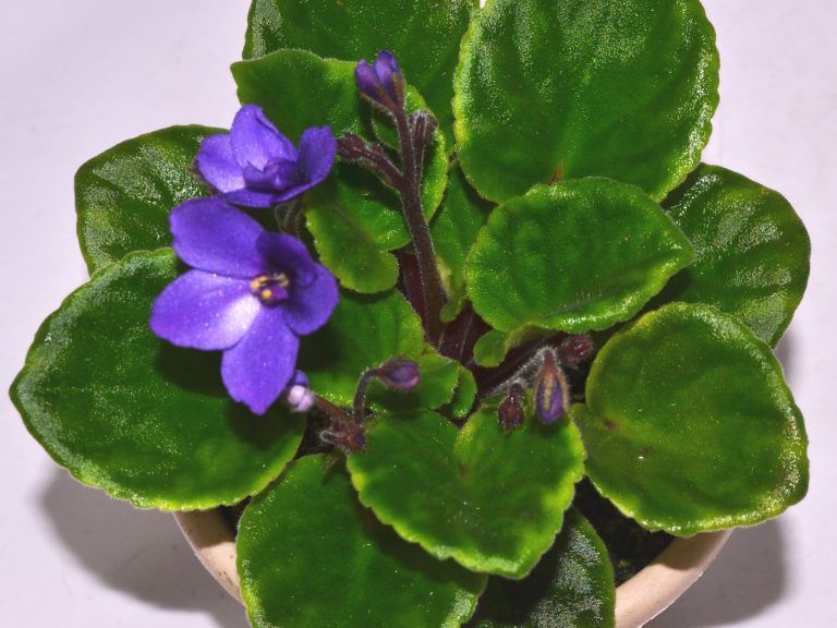 African Violet Show Plants: How To Begin?