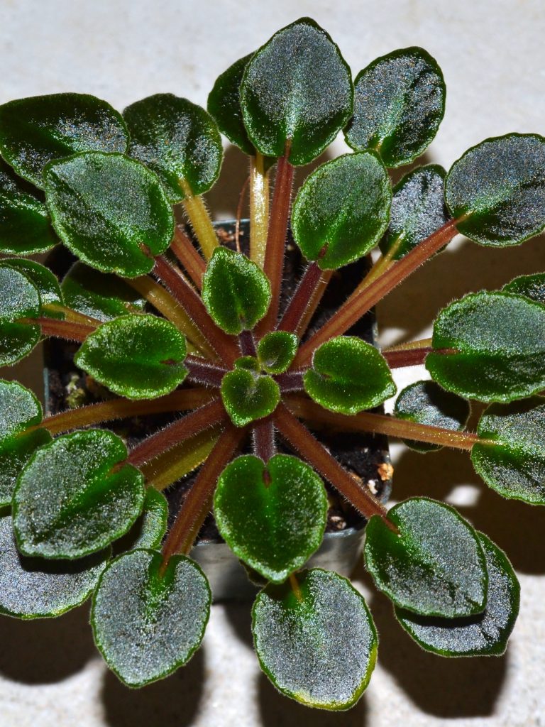 How To Groom African Violet Plants?