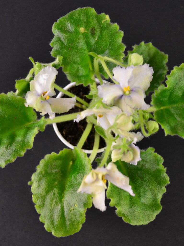 Why Are My African Violet Leaves Curling Upwards or Downwards?