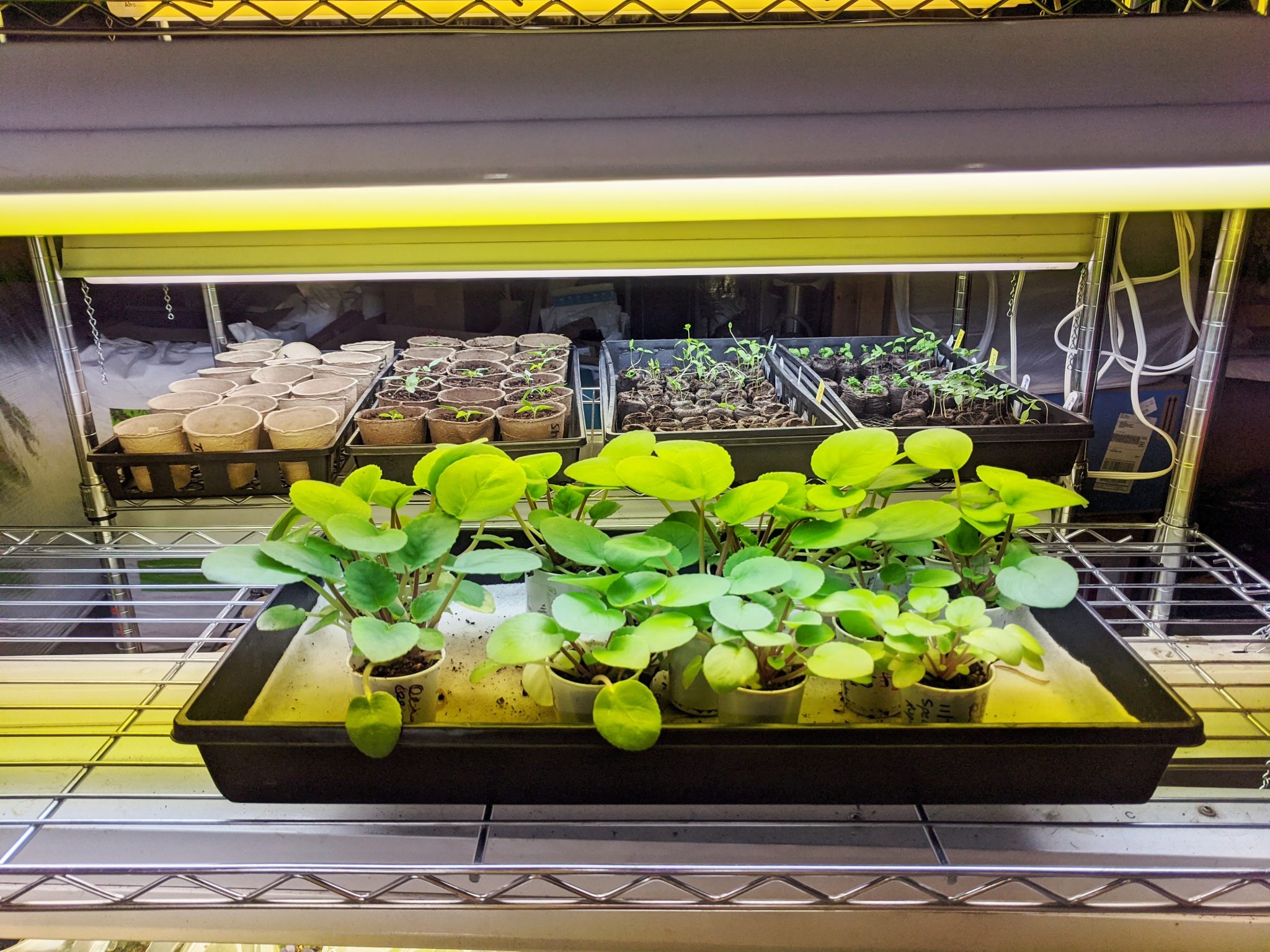 Artificial Lighting For African Violet Plants Part I Fluorescent