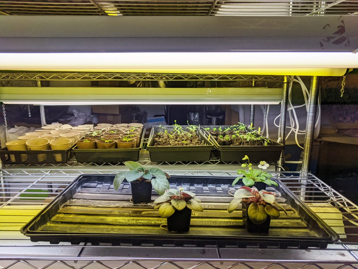 Artificial Lighting For African Violet Plants Part I Fluorescent