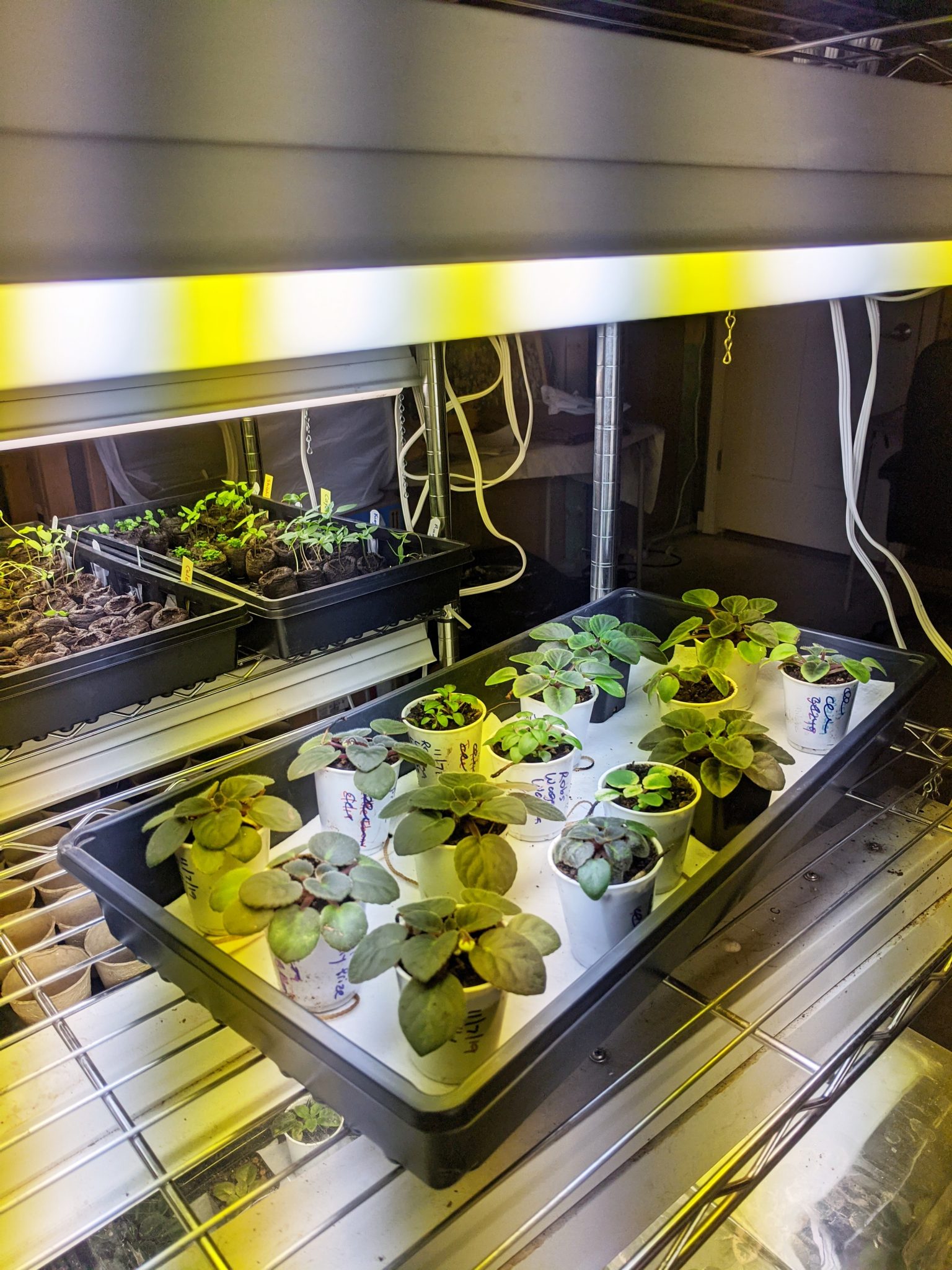 Artificial Lighting For African Violet Plants Part I Fluorescent