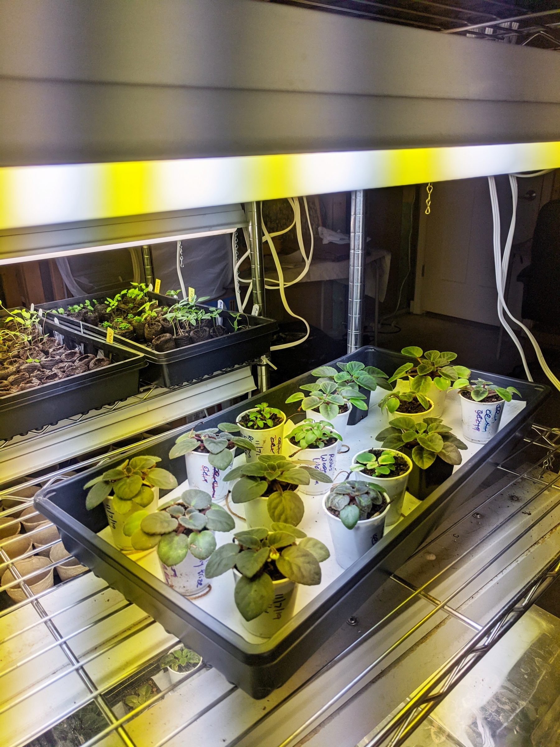 Artificial Lighting For African Violet Plants Part I Fluorescent Lighting Baby Violets