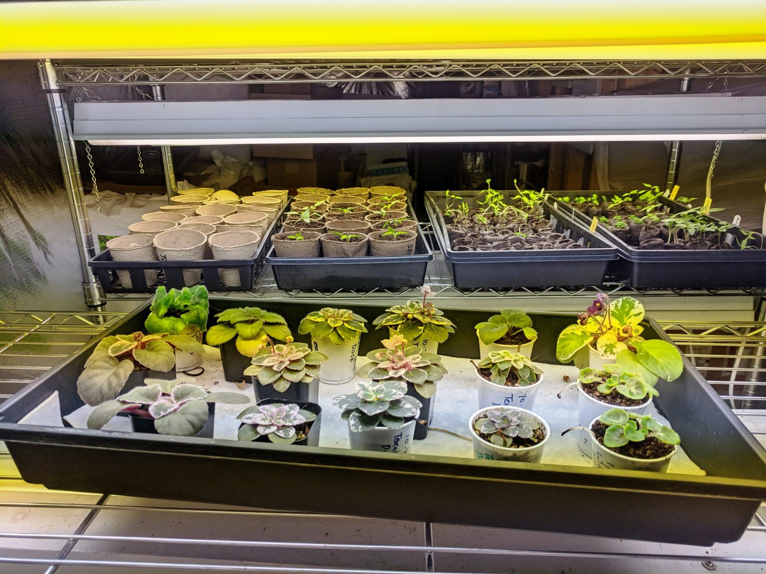 Artificial Lighting For African Violet Plants Part I Fluorescent Lighting Baby Violets