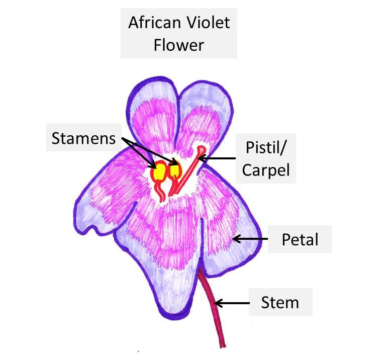Anatomy Of African Violet Flowers And Leaves