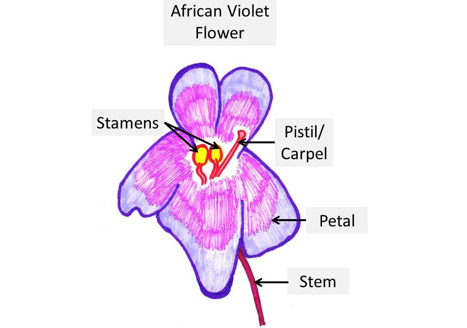 Anatomy Of African Violet Flowers And Leaves