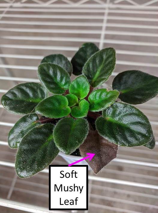 Why Are My African Violet Leaves Soft, Limp or Mushy?