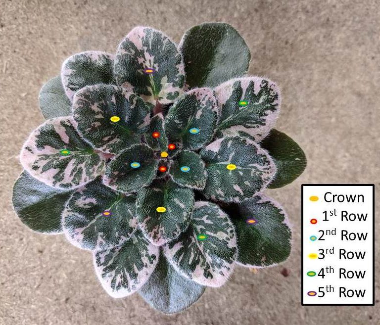 How To Count Leaf Rows (Whorls Of Leaves) On African Violet Plants?