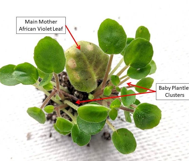 When And How To Divide / Separate African Violet Leaf Babies From Mother Leaf