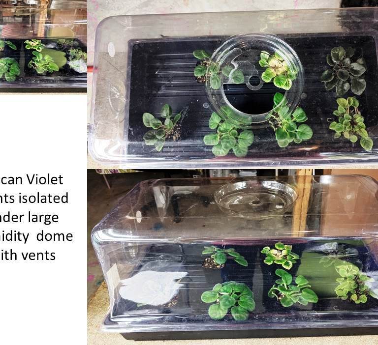 What To Do When Bringing Home A New African Violet Plant?