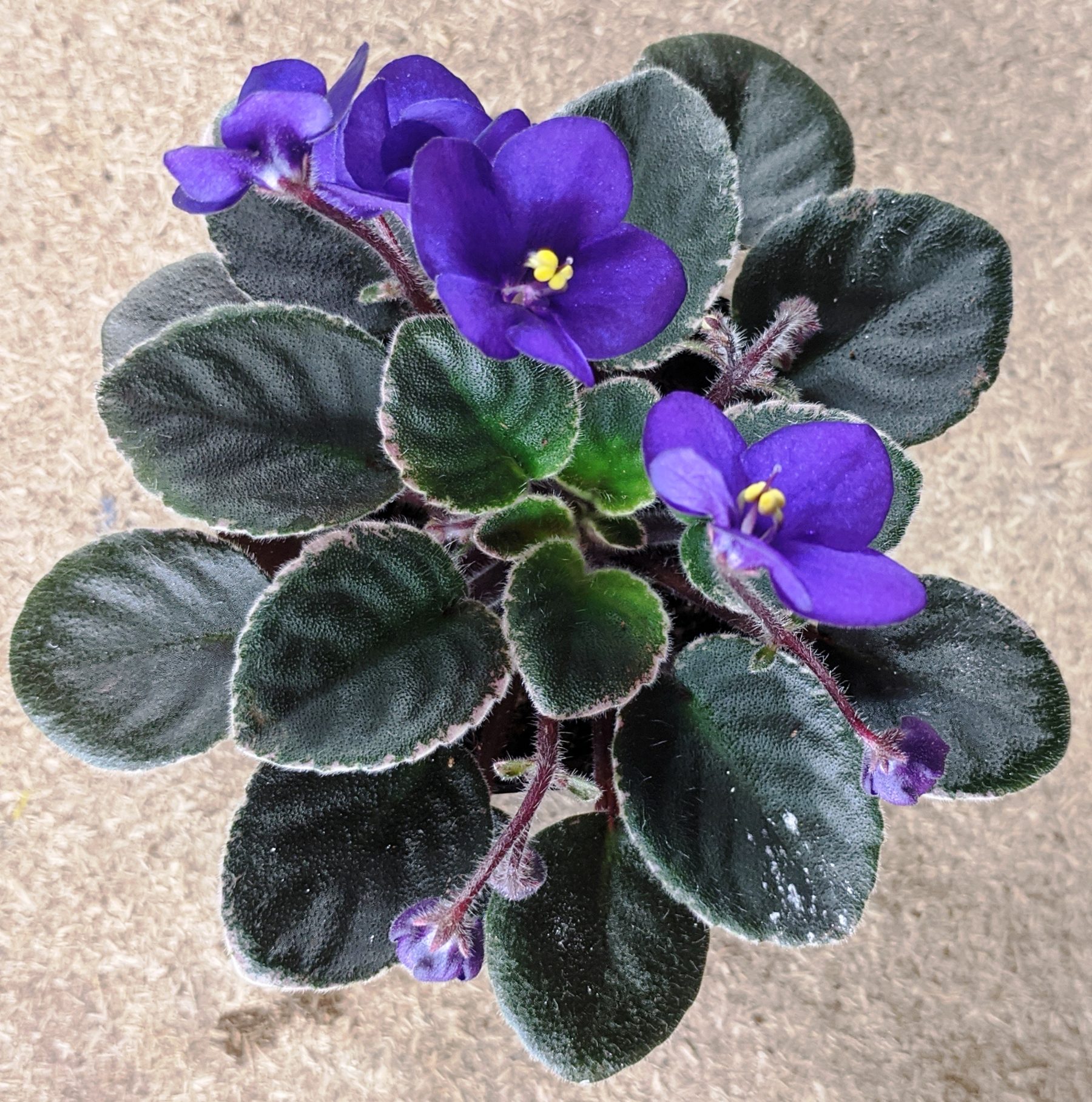 What To Do When Bringing Home A New African Violet Plant? Baby Violets