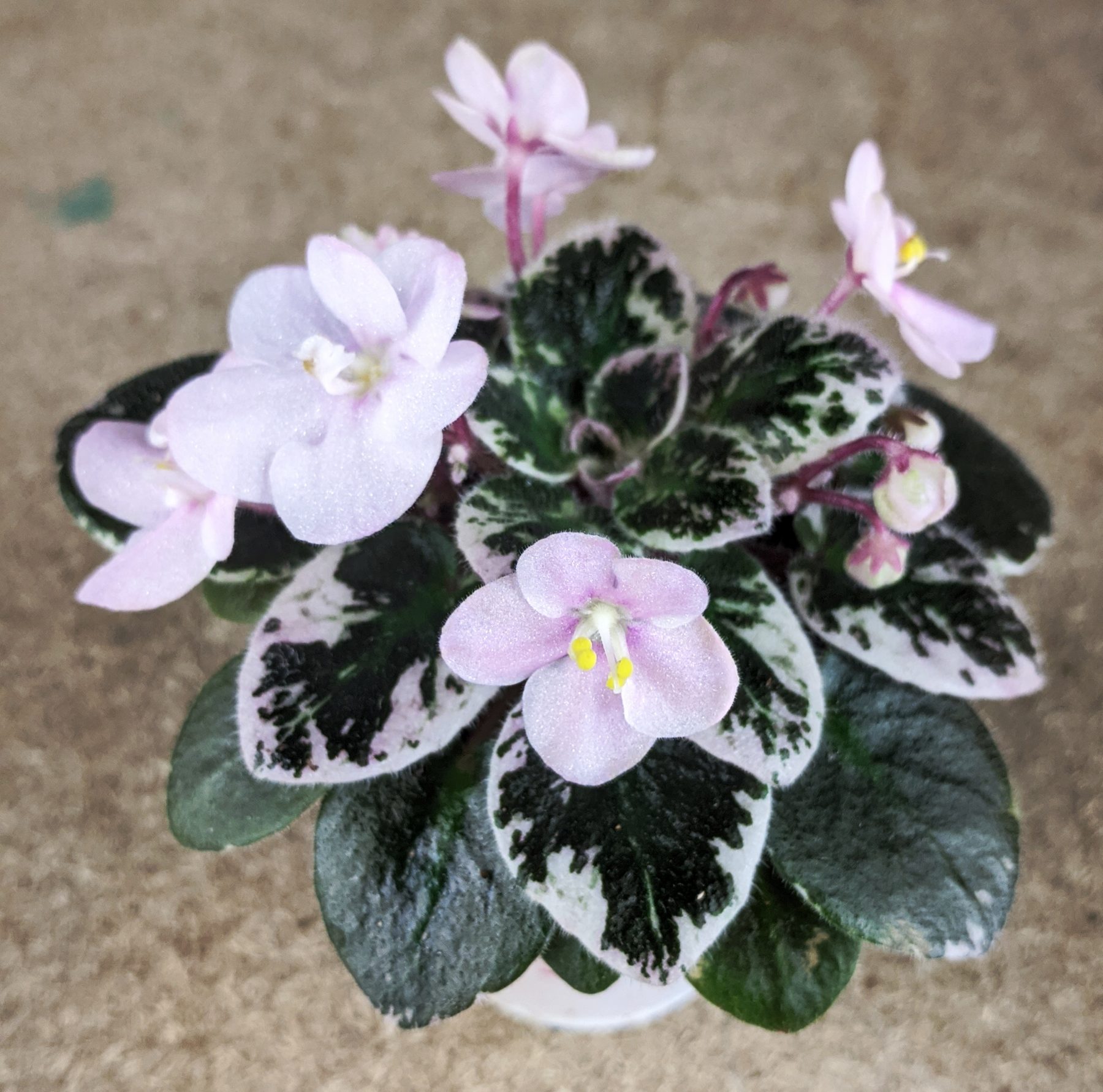 What To Do When Bringing Home A New African Violet Plant? Baby Violets