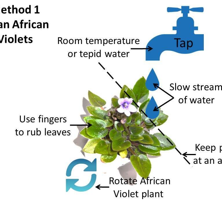 Cleaning African Violet Plants, Why & How To?