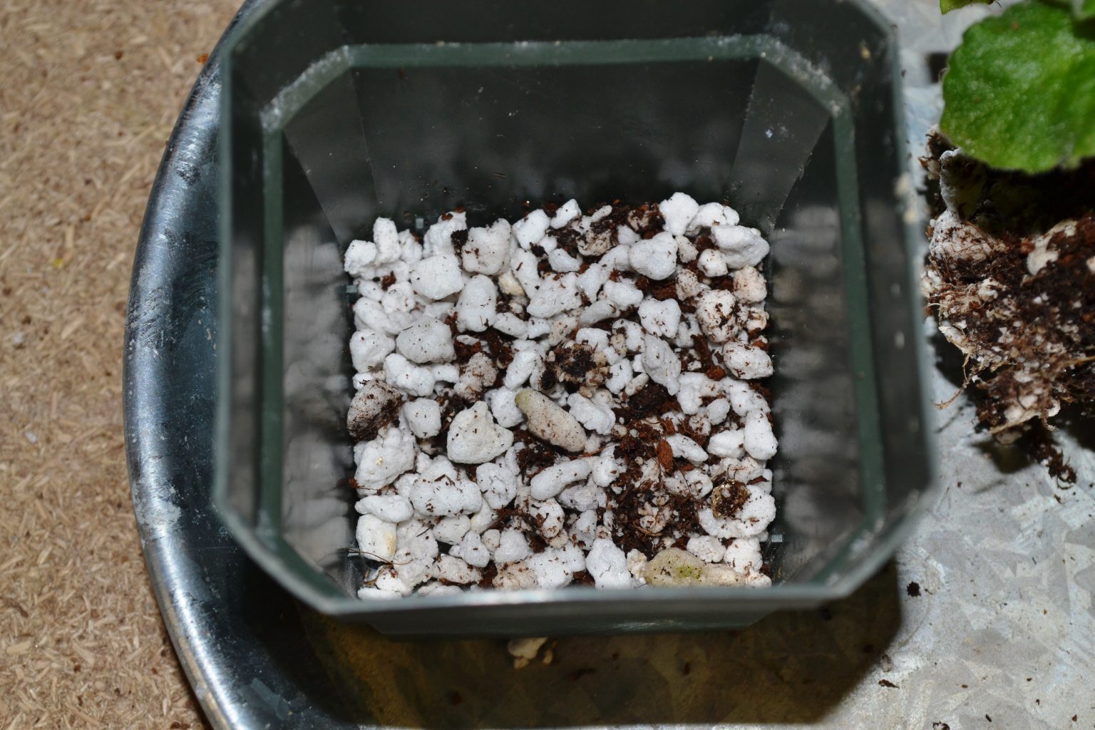 What Pot Size To Use For African Violet Plants? Baby Violets