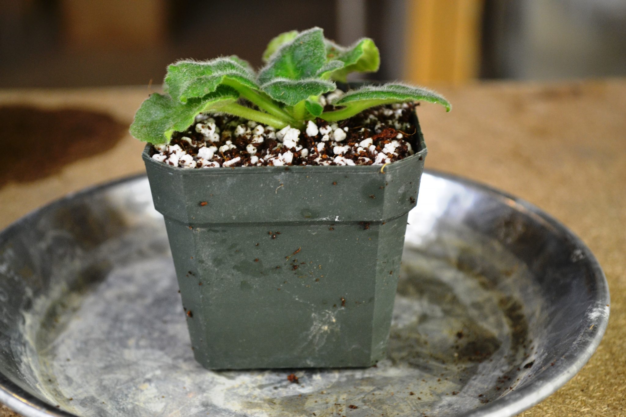 What Pot Size To Use For African Violet Plants? Baby Violets