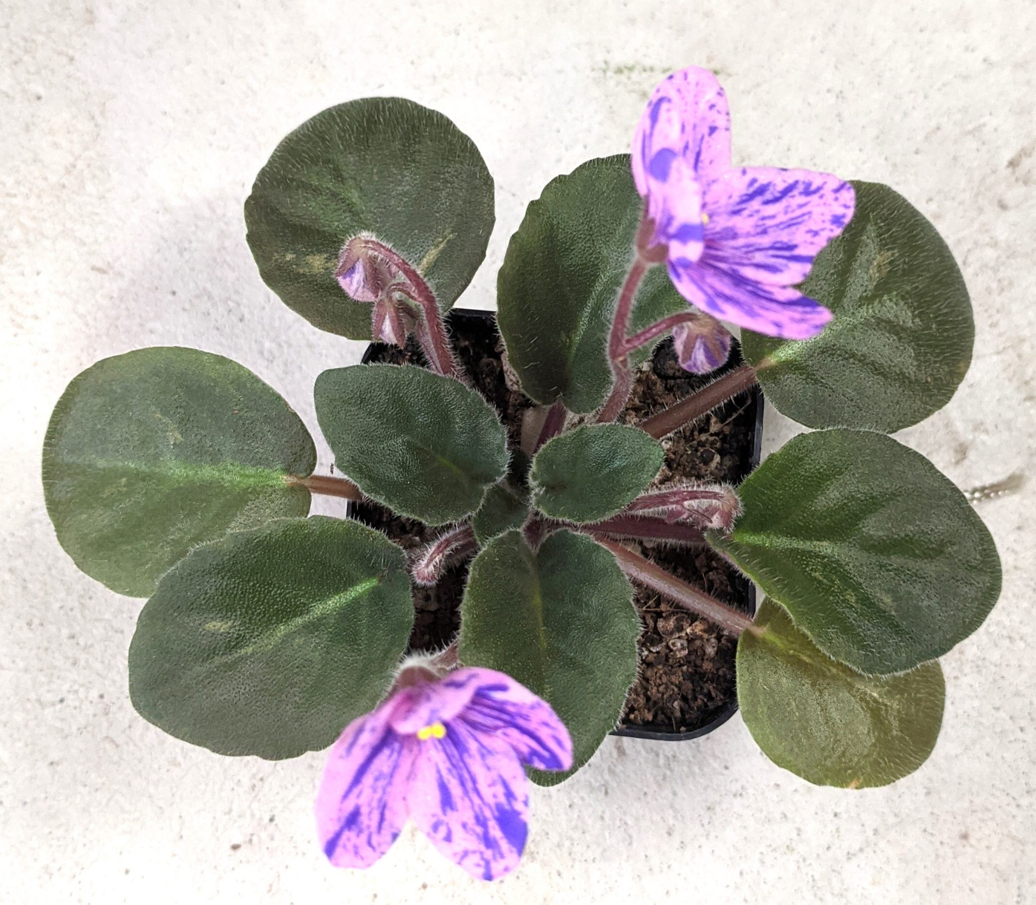 What Pot Size To Use For African Violet Plants? Baby Violets