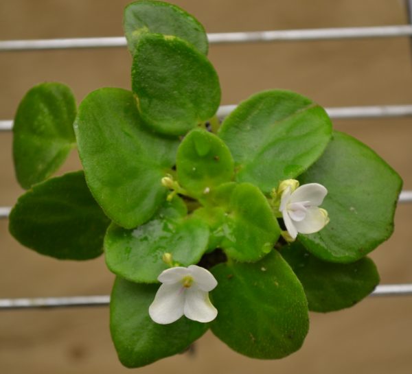 What Pot Size To Use For African Violet Plants? Baby Violets