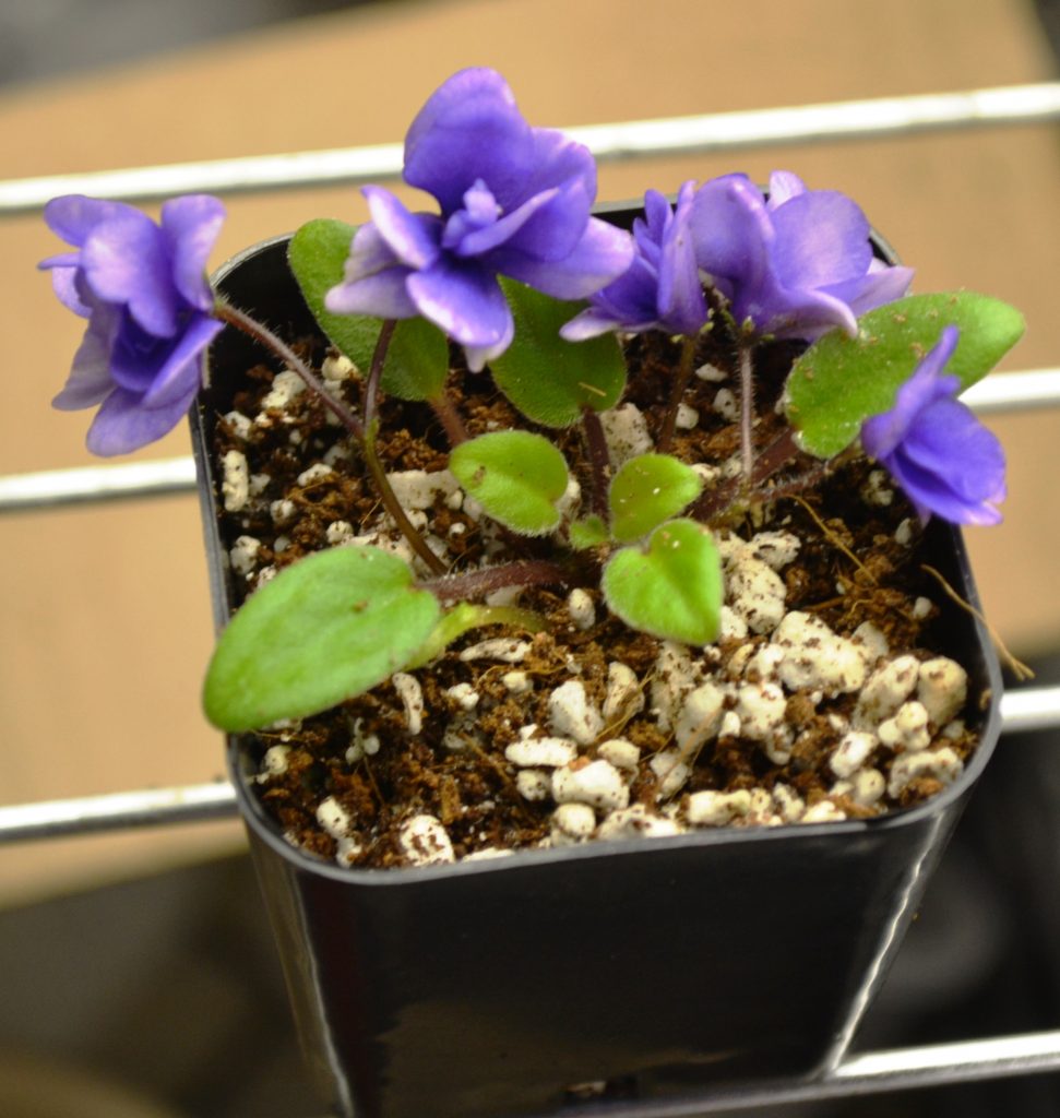 Wick Watering For African Violet Plants – Baby Violets