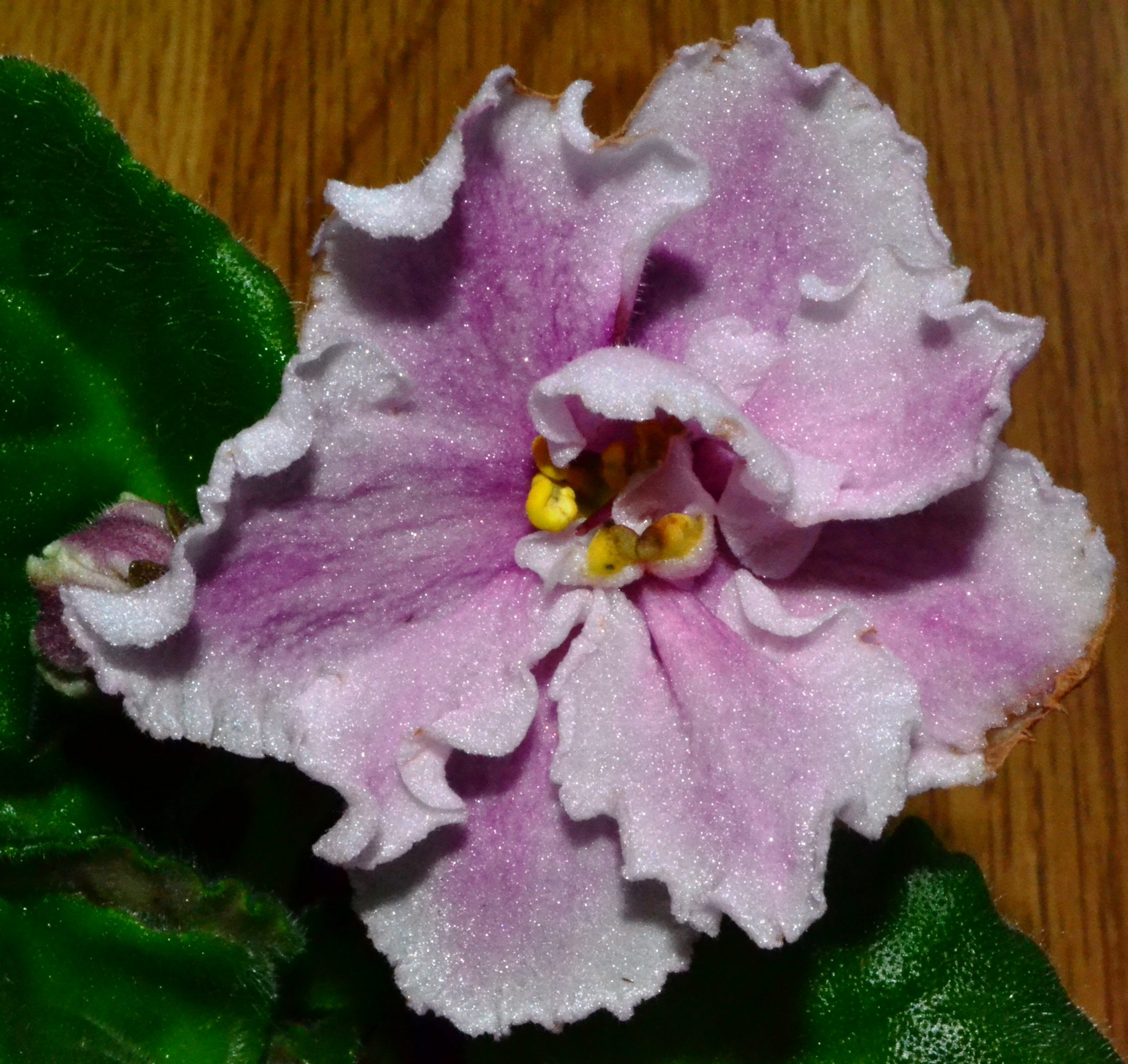 African Violet Sports What Are They and How Do They Occur? Baby Violets