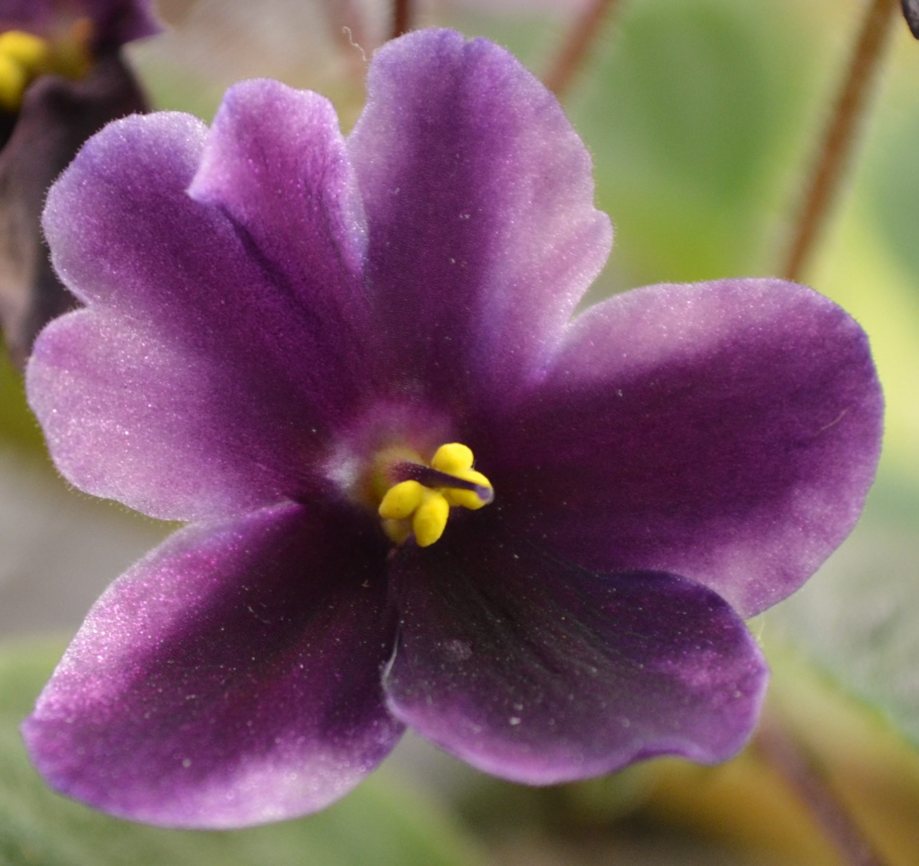 African Violet Sports What Are They and How Do They Occur? Baby Violets