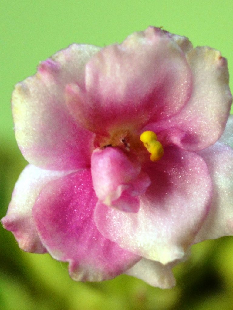 African Violet Sports: What Are They and How Do They Occur?