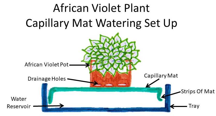 Capillary Mat Watering African Violet Plants : How To Use And Set