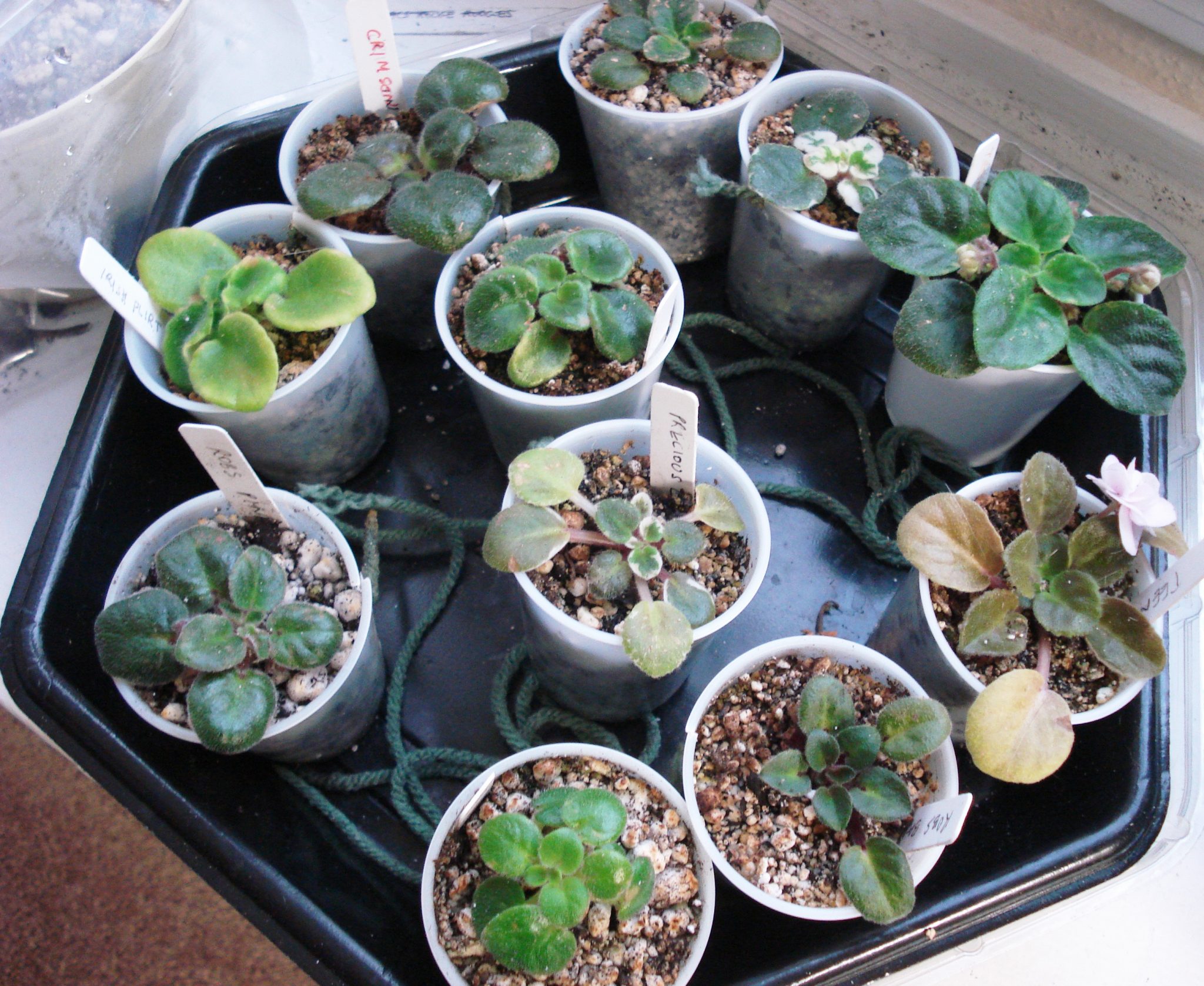 What Are The Best Type Of Pots For African Violets? Baby Violets