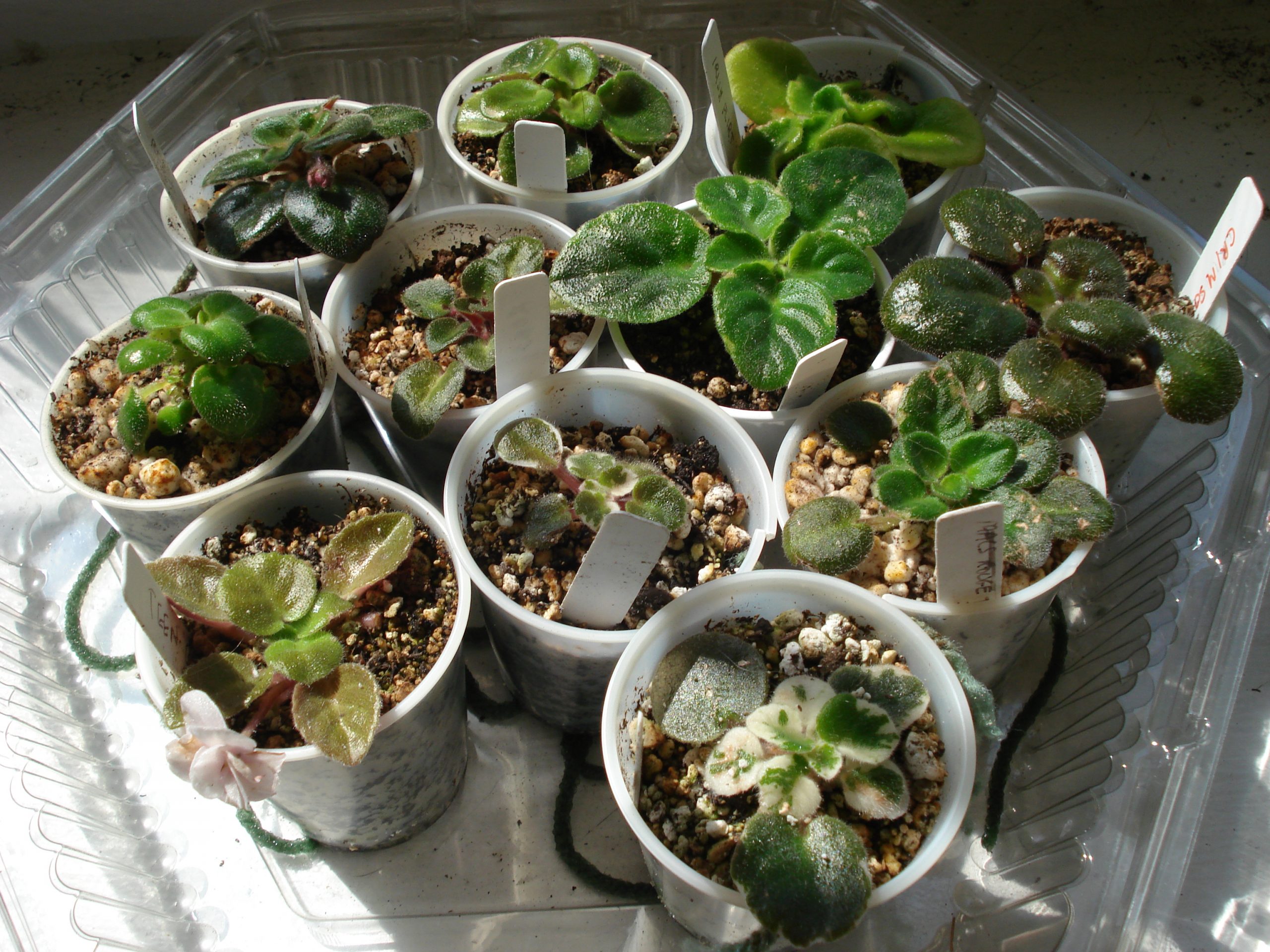 What Are The Best Type Of Pots For African Violets? Baby Violets