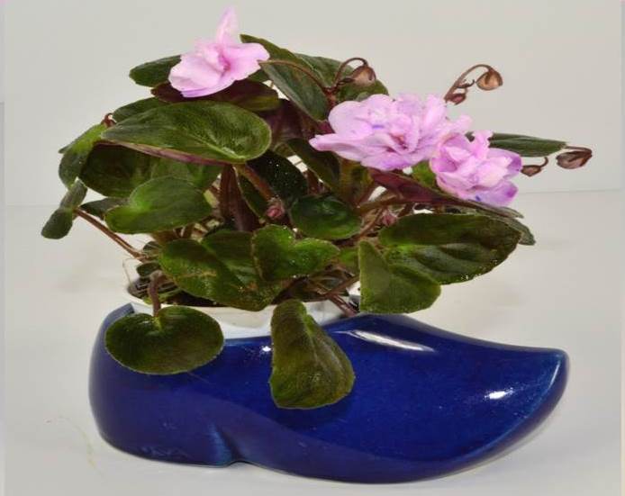 What Are The Best Type Of Pots For African Violets?