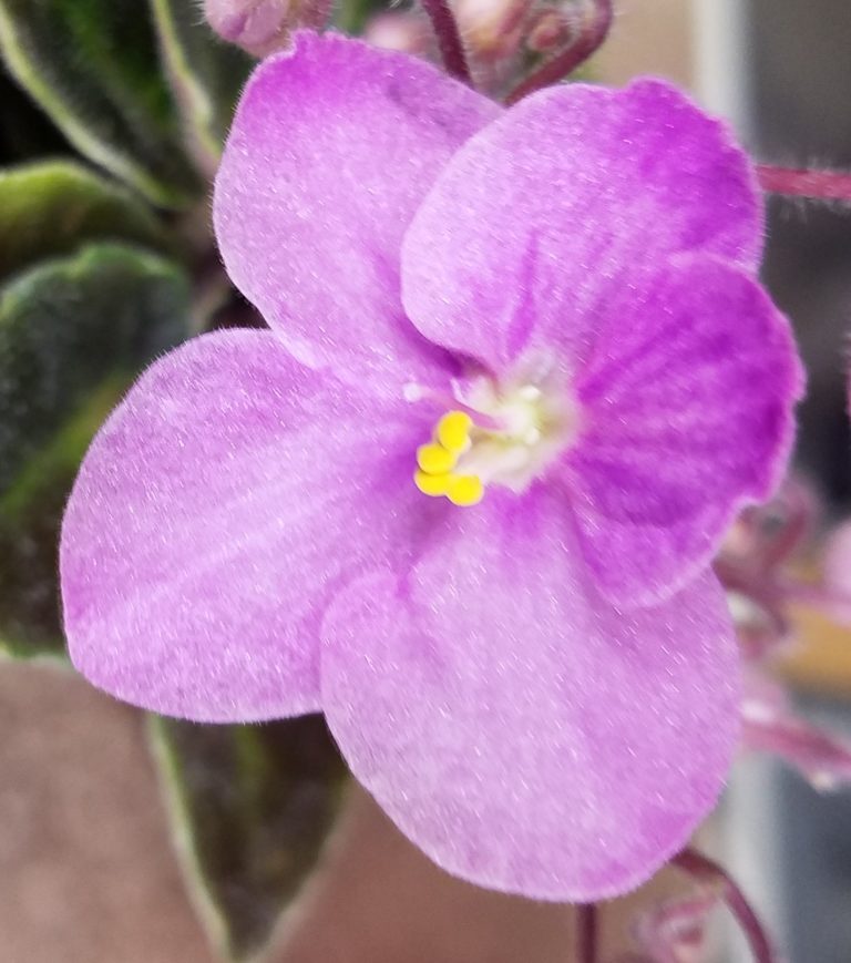 African Violet Plants – Baby Violets