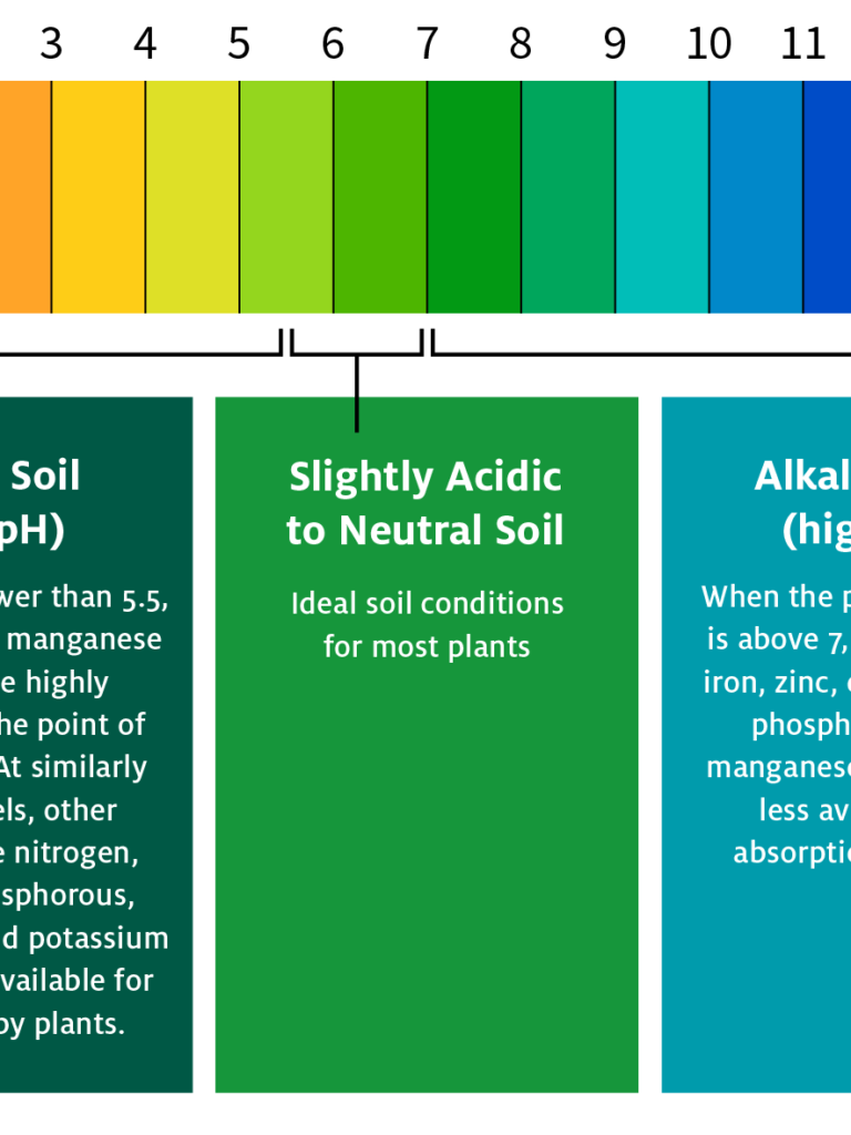 The Soil and Root pH of African Violet Plants