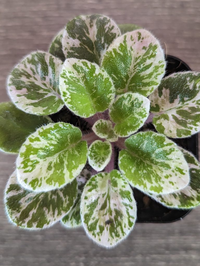 History & What Is African Violet Leaf Variegation?