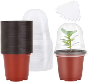 4” pot with dome, set of 30