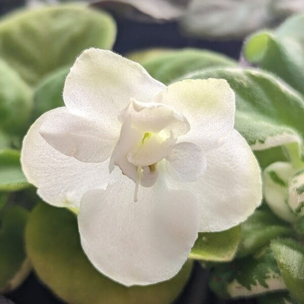 Suncoast White Spirit Standard - Image 3