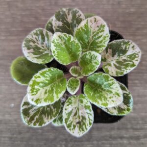 African Violet Plants