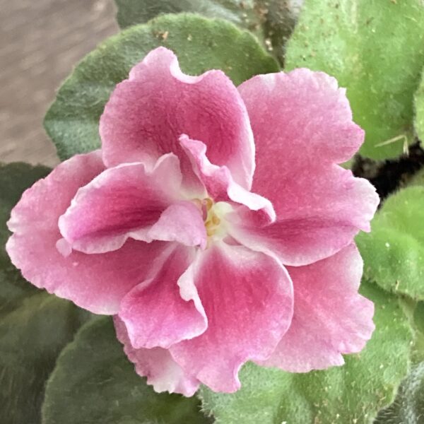 Frosty Cherry Standard - Image 4