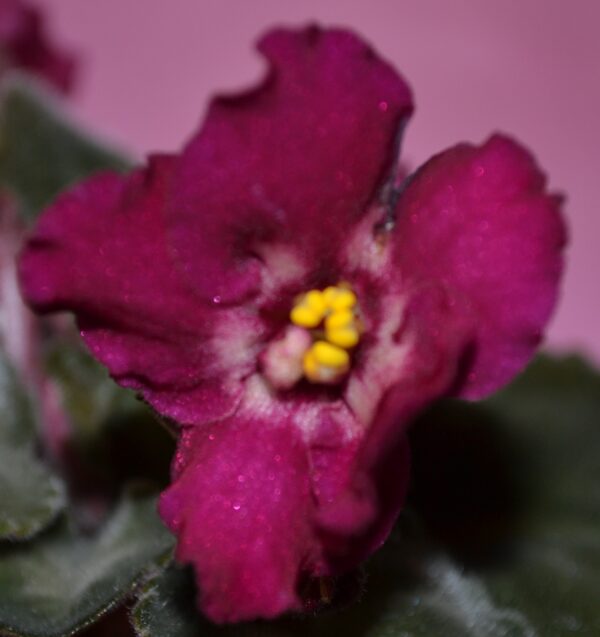 Hearts Aglow Standard 1996 - Image 4