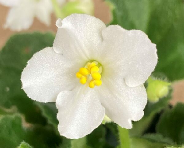 Jolly Gold Semi-Miniature