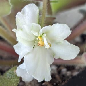 Jolly Sun Chaser Semi-Miniature