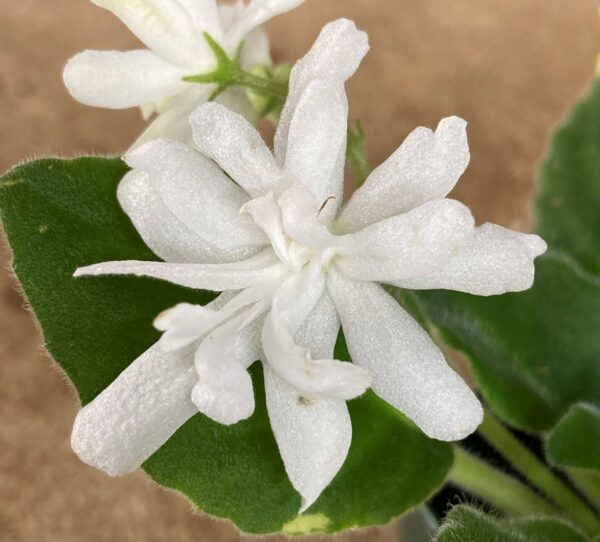 Lunar Lily White Semi Miniature - Image 3